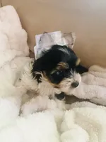 Blue Collar Male/ Parti Yorkie/Biewer Mix, a male Yorkshire Terrier and Biewer for sale in Fresno, CA – 3 of 8