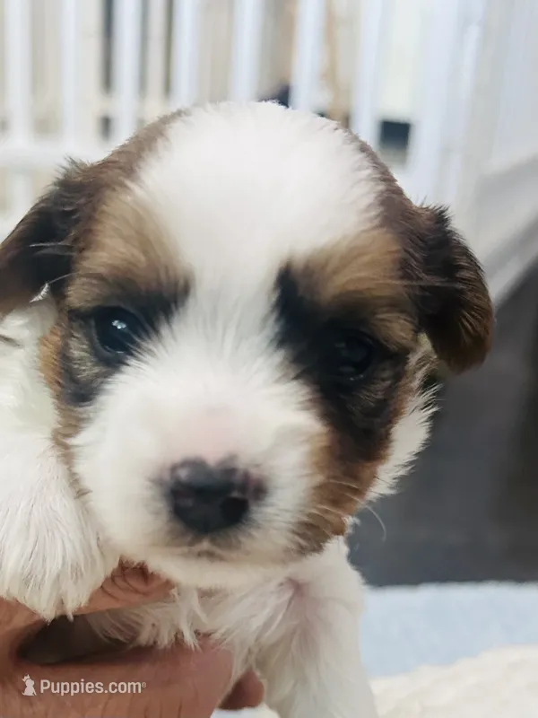 Tan Collar, Brn & White Male Parti Yorkie/Biewer Mix – Yorkshire Terrier, Biewer puppy for sale in Fresno, CA