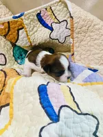  Biewer/Parti Yorkie Mix (Purple), a female Yorkshire Terrier and Biewer for sale in Fresno, CA – 5 of 5