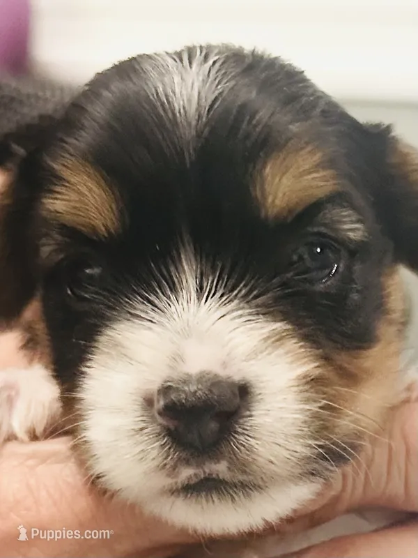 Blue Collar Male/ Parti Yorkie/Biewer Mix – Yorkshire Terrier, Biewer puppy for sale in Fresno, CA