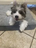 $600 / OBO Born w/Cleft Lip-Parti Yorkie/Biewer Mix/Price Lowered , a male Yorkshire Terrier and Biewer for sale in Fresno, CA – 4 of 8