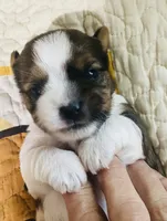  Biewer/Parti Yorkie Mix (Purple), a female Yorkshire Terrier and Biewer for sale in Fresno, CA – 2 of 5