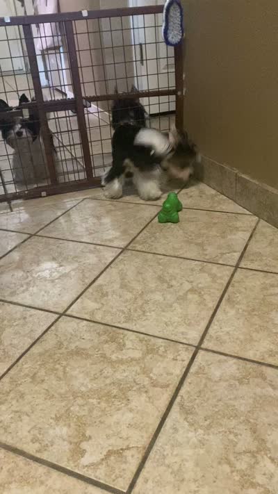 $600 / OBO Born w/Cleft Lip-Parti Yorkie/Biewer Mix/Price Lowered , a male Yorkshire Terrier and Biewer for sale in Fresno, CA – 3 of 8