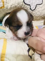  Biewer/Parti Yorkie Mix (Purple), a female Yorkshire Terrier and Biewer for sale in Fresno, CA – 3 of 5