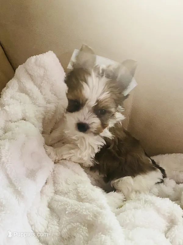 Tan Collar, Brn & White Male Parti Yorkie/Biewer Mix – Yorkshire Terrier, Biewer puppy for sale in Fresno, CA
