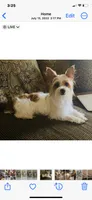 Black - Biewer / Party Yorkie Mix, a male Yorkshire Terrier and Biewer for sale in Fresno, CA – 6 of 6