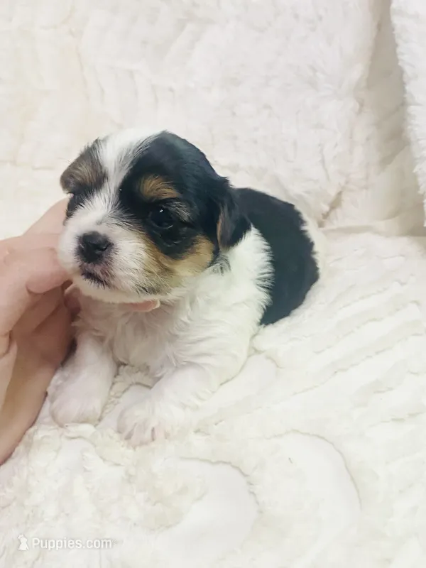 Green Collar Male, Parti Yorkie/Biewer Mix – Yorkshire Terrier, Biewer puppy for sale in Fresno, CA