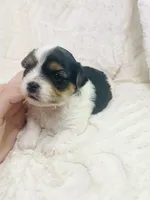 Green Collar Male, Parti Yorkie/Biewer Mix, a male Yorkshire Terrier and Biewer for sale in Fresno, CA – 6 of 8