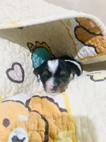  Biewer/Parti Yorkie Mix(red), a female Yorkshire Terrier and Biewer for sale in Fresno, CA – 3 of 3