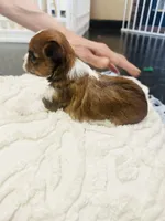 Lavender Collar, Little Miss Priss, a female Yorkshire Terrier and Biewer for sale in Fresno, CA – 2 of 2