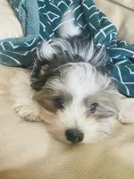 $600 / OBO Born w/Cleft Lip-Parti Yorkie/Biewer Mix/Price Lowered , a male Yorkshire Terrier and Biewer for sale in Fresno, CA – 8 of 8
