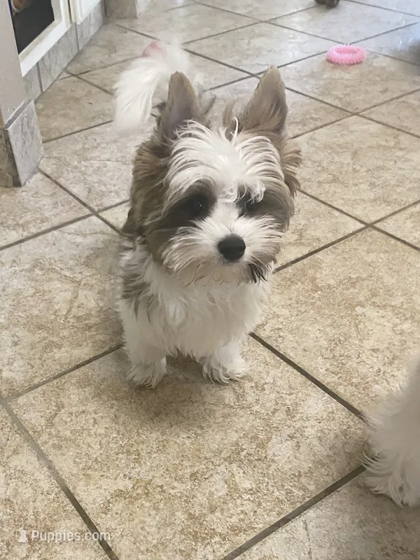 Lowered Price.  Brn & White Male Parti Yorkie/Biewer Mix – Yorkshire Terrier, Biewer puppy for sale in Fresno, CA