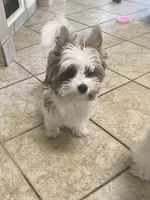 Lowered Price.  Brn & White Male Parti Yorkie/Biewer Mix, a male Yorkshire Terrier and Biewer for sale in Fresno, CA – 1 of 10