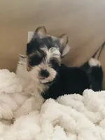 Born w/Cleft Lip... Parti Yorkie/Biewer Mix, a male Yorkshire Terrier and Biewer for sale in Fresno, CA – 1 of 7