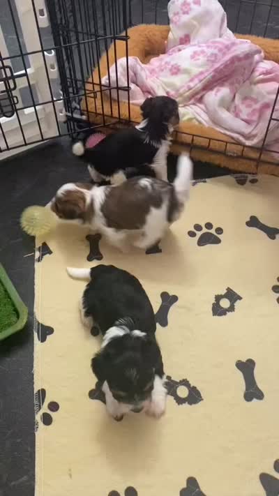 Blue Collar Male/ Parti Yorkie/Biewer Mix, a male Yorkshire Terrier and Biewer for sale in Fresno, CA – 7 of 8