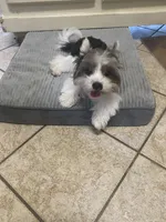 $600 / OBO Born w/Cleft Lip-Parti Yorkie/Biewer Mix/Price Lowered , a male Yorkshire Terrier and Biewer for sale in Fresno, CA – 7 of 8