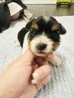 Blue Collar Male/ Parti Yorkie/Biewer Mix, a male Yorkshire Terrier and Biewer for sale in Fresno, CA – 2 of 3