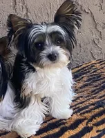 Green Collar Male, Parti Yorkie/Biewer Mix, a male Yorkshire Terrier and Biewer for sale in Fresno, CA – 8 of 8