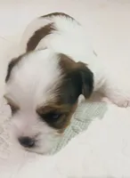Dk Blue- Biewer/Parti Yorkie Mix , a male Yorkshire Terrier and Biewer for sale in Fresno, CA – 2 of 7