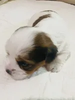 Dk Blue- Biewer/Parti Yorkie Mix , a male Yorkshire Terrier and Biewer for sale in Fresno, CA – 5 of 7