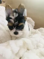 Green Collar Male, Parti Yorkie/Biewer Mix, a male Yorkshire Terrier and Biewer for sale in Fresno, CA – 5 of 8