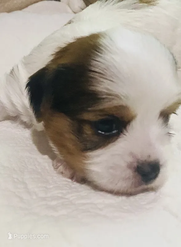  Biewer/Parti Yorkie Mix  – Yorkshire Terrier, Biewer puppy for sale in Fresno, CA