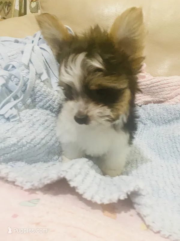 Born w/Cleft Lip... Parti Yorkie/Biewer Mix – Yorkshire Terrier, Biewer puppy for sale in Fresno, CA