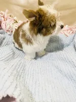 Tan Collar, Brn & White Male Parti Yorkie/Biewer Mix, a male Yorkshire Terrier and Biewer for sale in Fresno, CA – 6 of 9