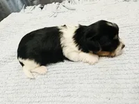 Blue Collar Male/ Parti Yorkie/Biewer Mix, a male Yorkshire Terrier and Biewer for sale in Fresno, CA – 3 of 3
