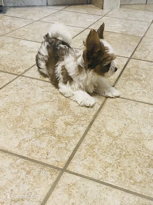 Tan Collar, Brn & White Male Parti Yorkie/Biewer Mix – Yorkshire Terrier, Biewer puppy for sale in Fresno, CA