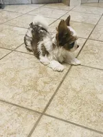Tan Collar, Brn & White Male Parti Yorkie/Biewer Mix, a male Yorkshire Terrier and Biewer for sale in Fresno, CA – 1 of 5
