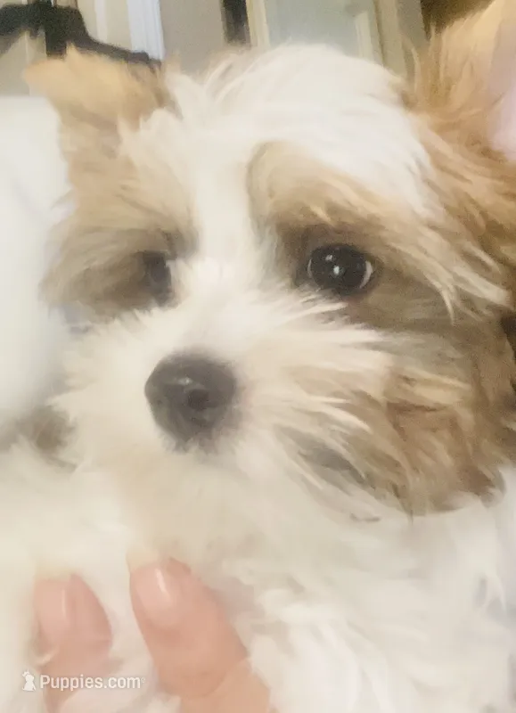 Tan Collar, Brn & White Male Parti Yorkie/Biewer Mix – Yorkshire Terrier, Biewer puppy for sale in Fresno, CA