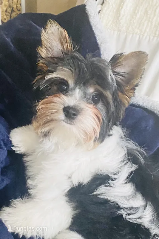 AKC Biewer  – Biewer puppy on hold in Fresno, CA
