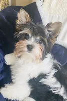 AKC Biewer , a female Biewer for sale in Fresno, CA – 1 of 3