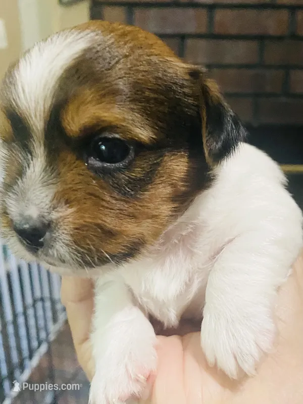  Biewer/Parti Yorkie Mix – Yorkshire Terrier, Biewer puppy for sale in Fresno, CA