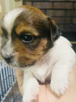 Light Blue- Biewer/Parti Yorkie Mix, a male Yorkshire Terrier and Biewer for sale in Fresno, CA – 1 of 8