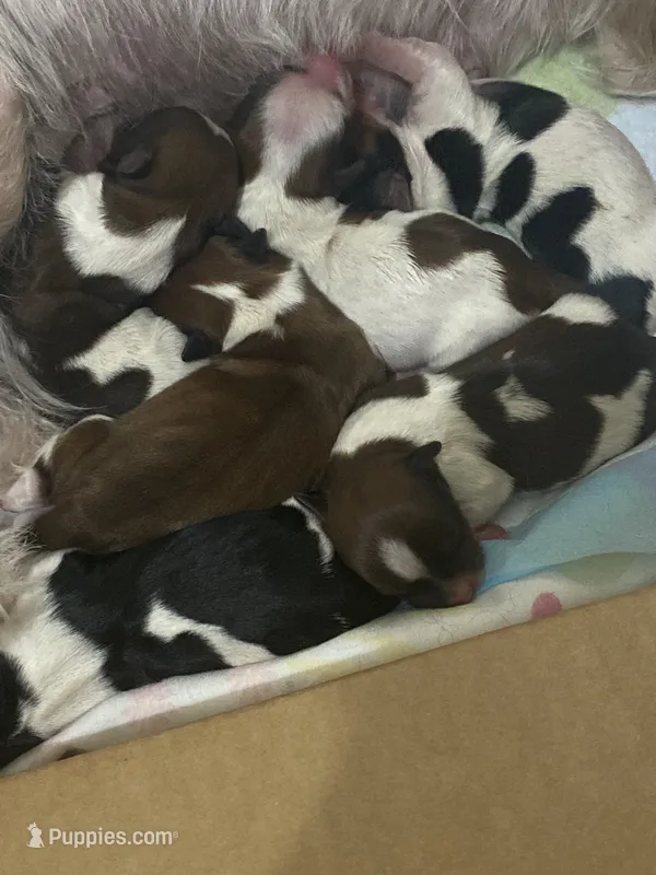  Biewer/Parti Yorkie Mix – Yorkshire Terrier, Biewer puppy for sale in Fresno, CA