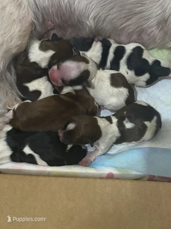  Biewer/Parti Yorkie Mix – Yorkshire Terrier, Biewer puppy for sale in Fresno, CA