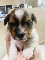 Light Blue- Biewer/Parti Yorkie Mix, a male Yorkshire Terrier and Biewer for sale in Fresno, CA – 5 of 8