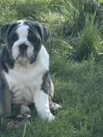 Tank , a male English Bulldog for sale in Springfield, OH – 4 of 7