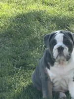 Tank , a male English Bulldog for sale in Springfield, OH – 2 of 7