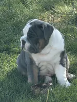 Tank , a male English Bulldog for sale in Springfield, OH – 3 of 7