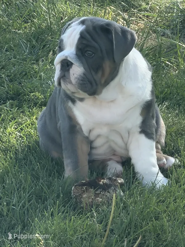 Tank  – English Bulldog puppy for sale in Springfield, OH