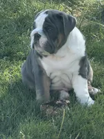 Tank , a male English Bulldog for sale in Springfield, OH – 1 of 7
