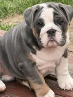 Tank , a male English Bulldog for sale in Springfield, OH – 6 of 7