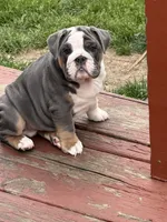 Tank , a male English Bulldog for sale in Springfield, OH – 7 of 7