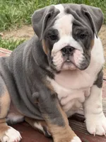Tank , a male English Bulldog for sale in Springfield, OH – 5 of 7