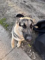 Gunner, a male German Shepherd Dog and King Shepherd for sale in Hammond, IN – Photo 4 of 5