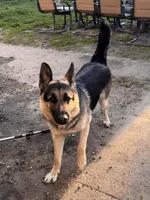 Gunner, a male German Shepherd Dog and King Shepherd for sale in Hammond, IN – Photo 5 of 5
