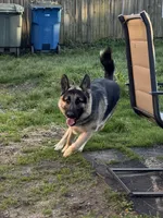 Gunner, a male German Shepherd Dog and King Shepherd for sale in Hammond, IN – Photo 3 of 5